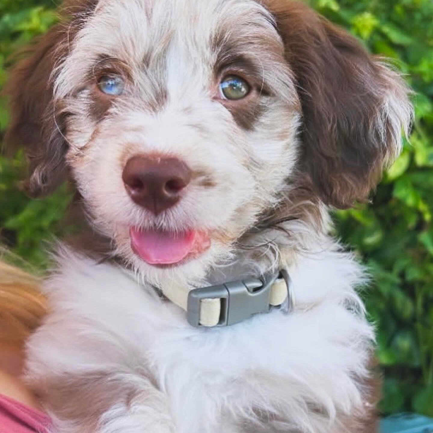 Asher joined the competition — help win amazing prizes! accessories, animal, bodypart, canine, cockerspaniel, collar, dog, face, head, hound, mouth, person, pet, photography, poodle, puppy, snout, strap, terrier, whitedog