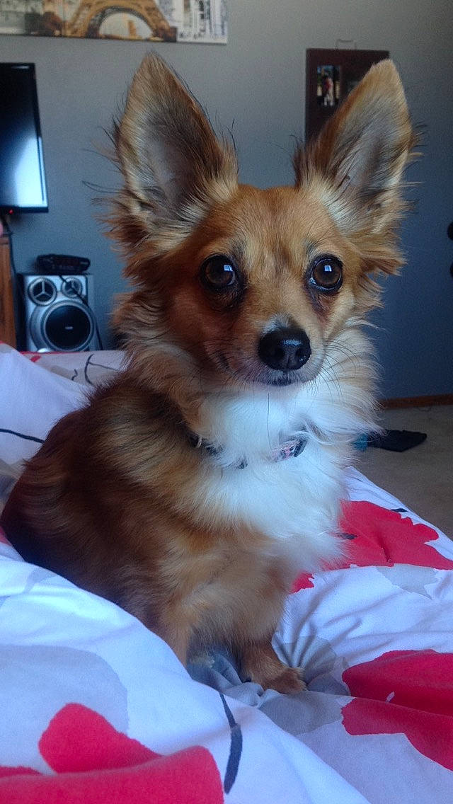 Destinee joined the competition — help win amazing prizes! canidae, carnivore, companion_dog, corgi_chihuahua, dog, dog_breed, dog_supply, ear, eye, fawn, fur, home_appliance, kitchen_appliance, puppy, snout, sporting_group, terrestrial_animal, toy_dog, whiskers, working_animal