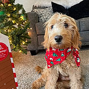 Toby joined the competition — help win amazing prizes! dog, puppy, golden_doodle, bandana, red_bandana, christmas_tree, holiday_decorations, carpet, sofa, pillows, living_room, indoor, decor, festive, cute, pet, animal, fur, sitting, box