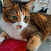 Ratatouille a rejoint le concours — aidez-le/la à gagner de superbes lots ! cat, calico_cat, feline, pet, animal, green_eyes, whiskers, fur, tabby, orange_fur, white_fur, black_fur, lying_down, paw, portrait, close_up, indoor, table, red_rug, brick_wall