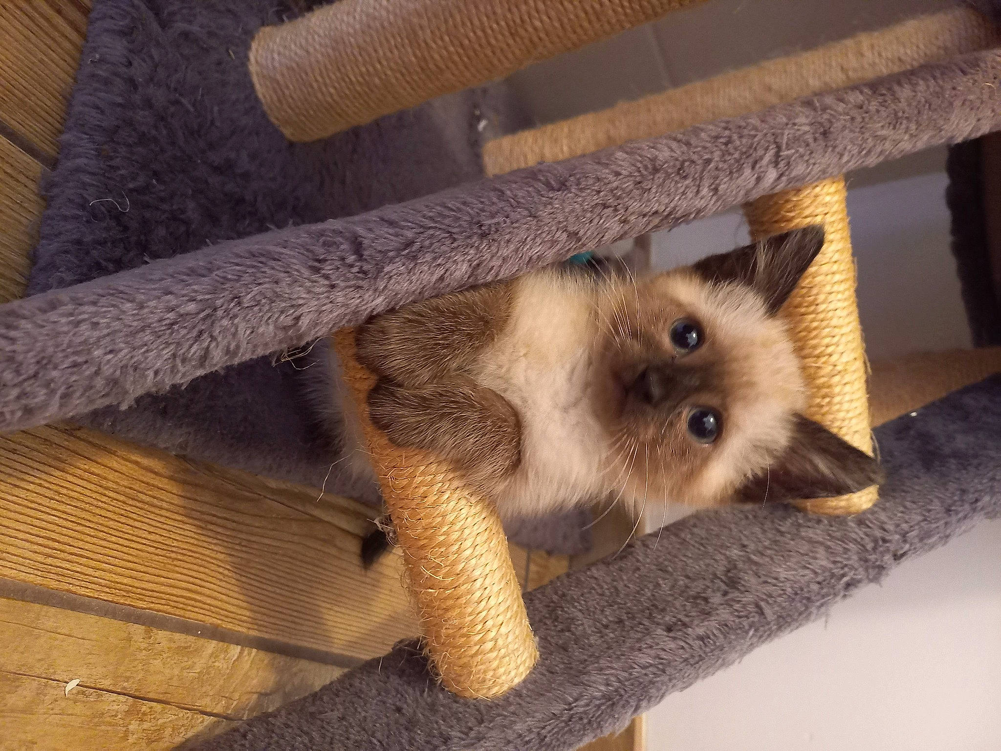 Rose a rejoint le concours — aidez-le/la à gagner de superbes lots ! canidae, carnivore, claw, companion_dog, dog_breed, fawn, felidae, flooring, fur, hardwood, marsupial, paw, siamese, small_to_medium_sized_cats, snout, tail, terrestrial_animal, whiskers, wildlife, wood