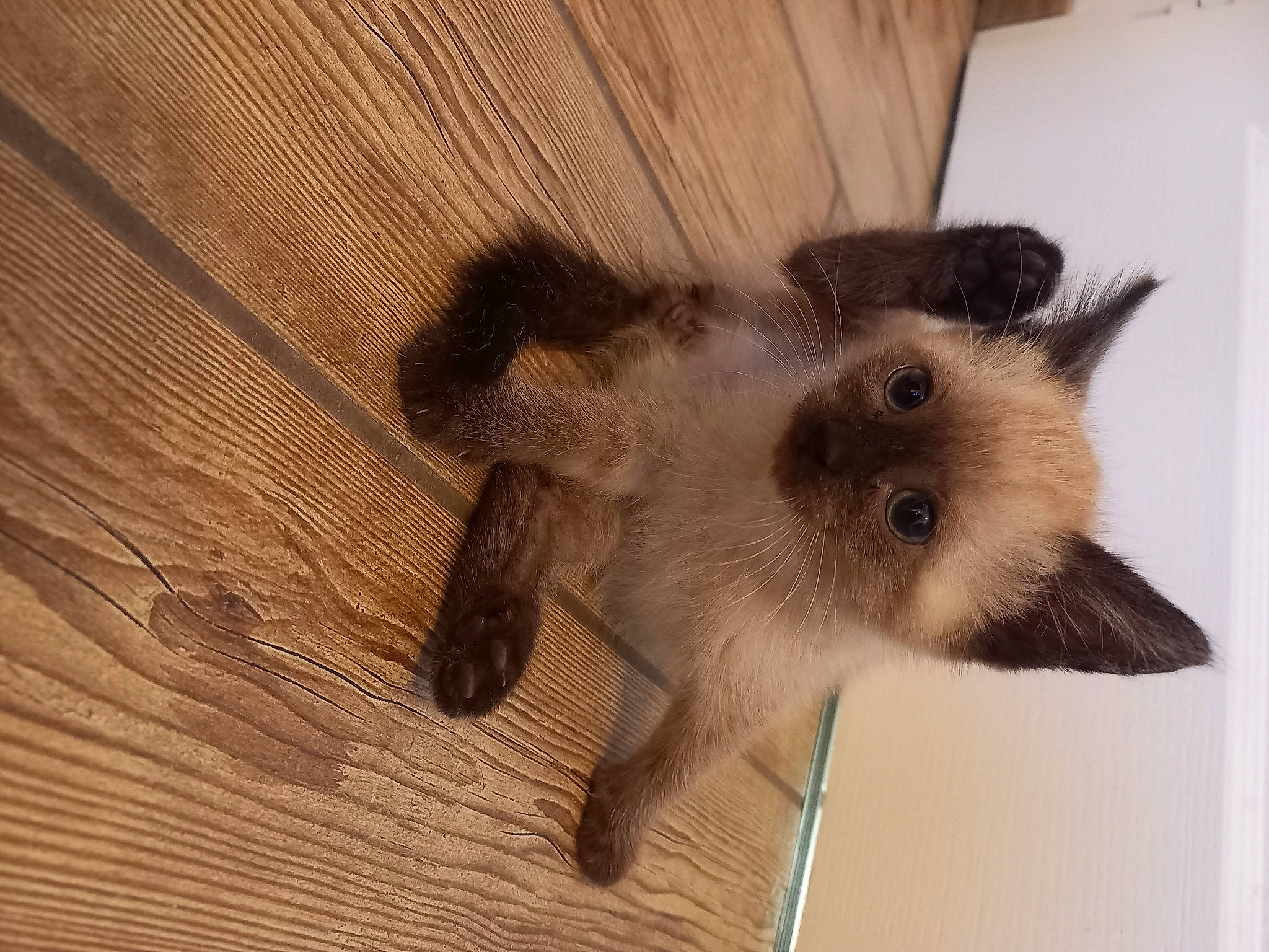 Rose participe au concours pour gagner de l'argent avec cette photo : balinese, carnivore, cat, claw, dog_breed, fawn, felidae, flooring, fur, hardwood, plank, siamese, small_to_medium_sized_cats, snout, tail, terrestrial_animal, thai, varnish, whiskers, wood