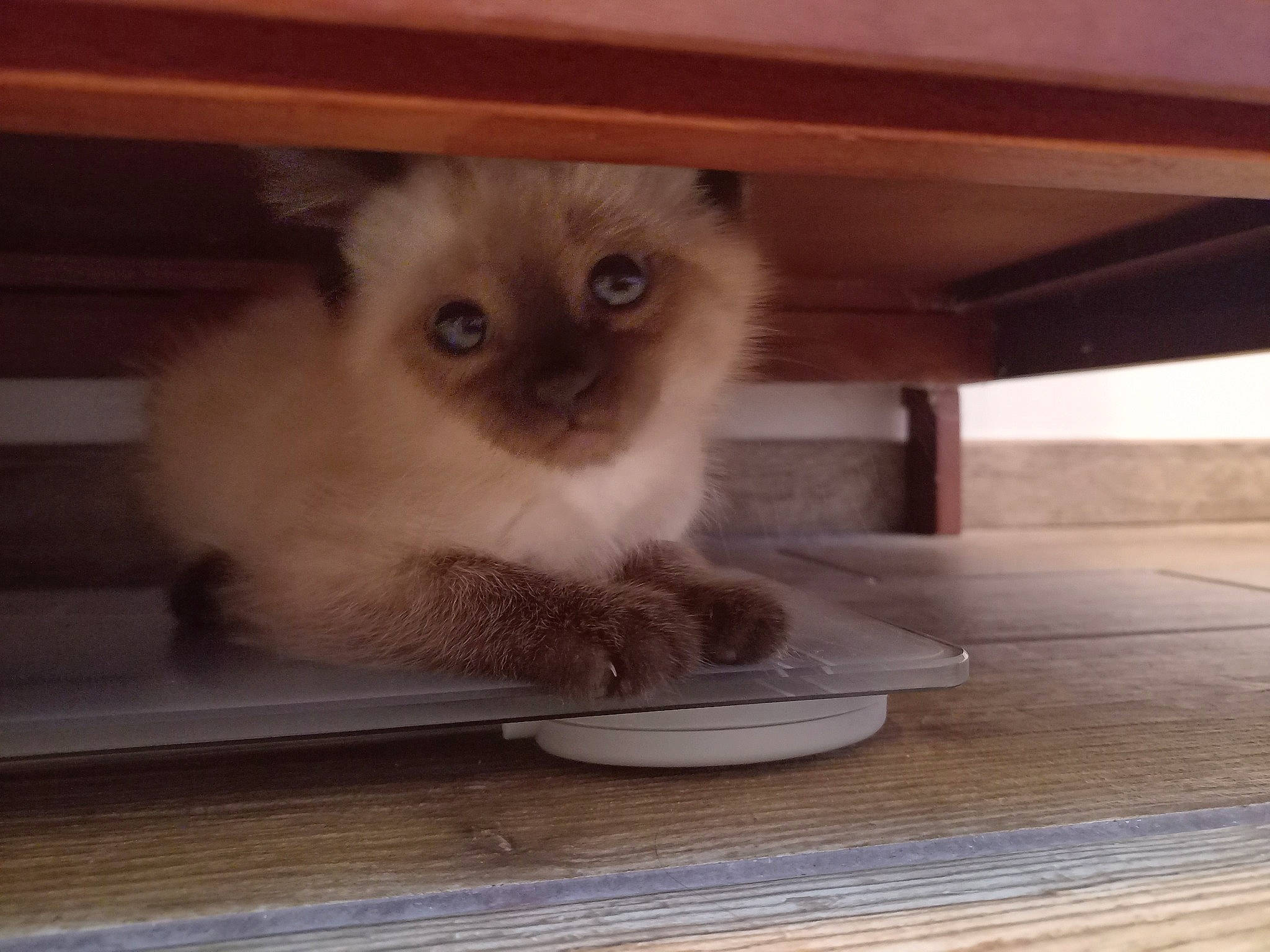 Rose a rejoint le concours — aidez-le/la à gagner de superbes lots ! birman, carnivore, cat, cat_supply, dishware, fawn, felidae, fur, hardwood, kitchen_utensil, photo_caption, plate, serveware, siamese, small_to_medium_sized_cats, snout, tableware, tail, whiskers, wood