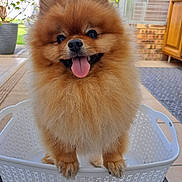 Kion a rejoint le concours — aidez-le/la à gagner de superbes lots ! animal, basket, brick_wall, canine, cute, dog, domestic_animal, floor, fluffy, fur, happy, indoor, pet, plant, pomeranian, portrait, small_dog, smiling, tongue_out, white_basket