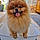 Kion
