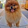 animal, basket, brick_wall, canine, cute, dog, domestic_animal, floor, fluffy, fur, happy, indoor, pet, plant, pomeranian, portrait, small_dog, smiling, tongue_out, white_basket