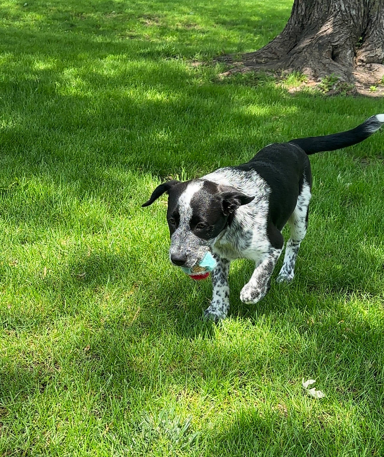 Rebel is registered to the contest to win money with this photo: canidae, carnivore, collar, companion_dog, dog, dog_breed, dog_collar, grass, grassland, groundcover, gun_dog, non_sporting_group, pasture, plant, pointing_breed, snout, sporting_group, tail, working_animal, working_dog