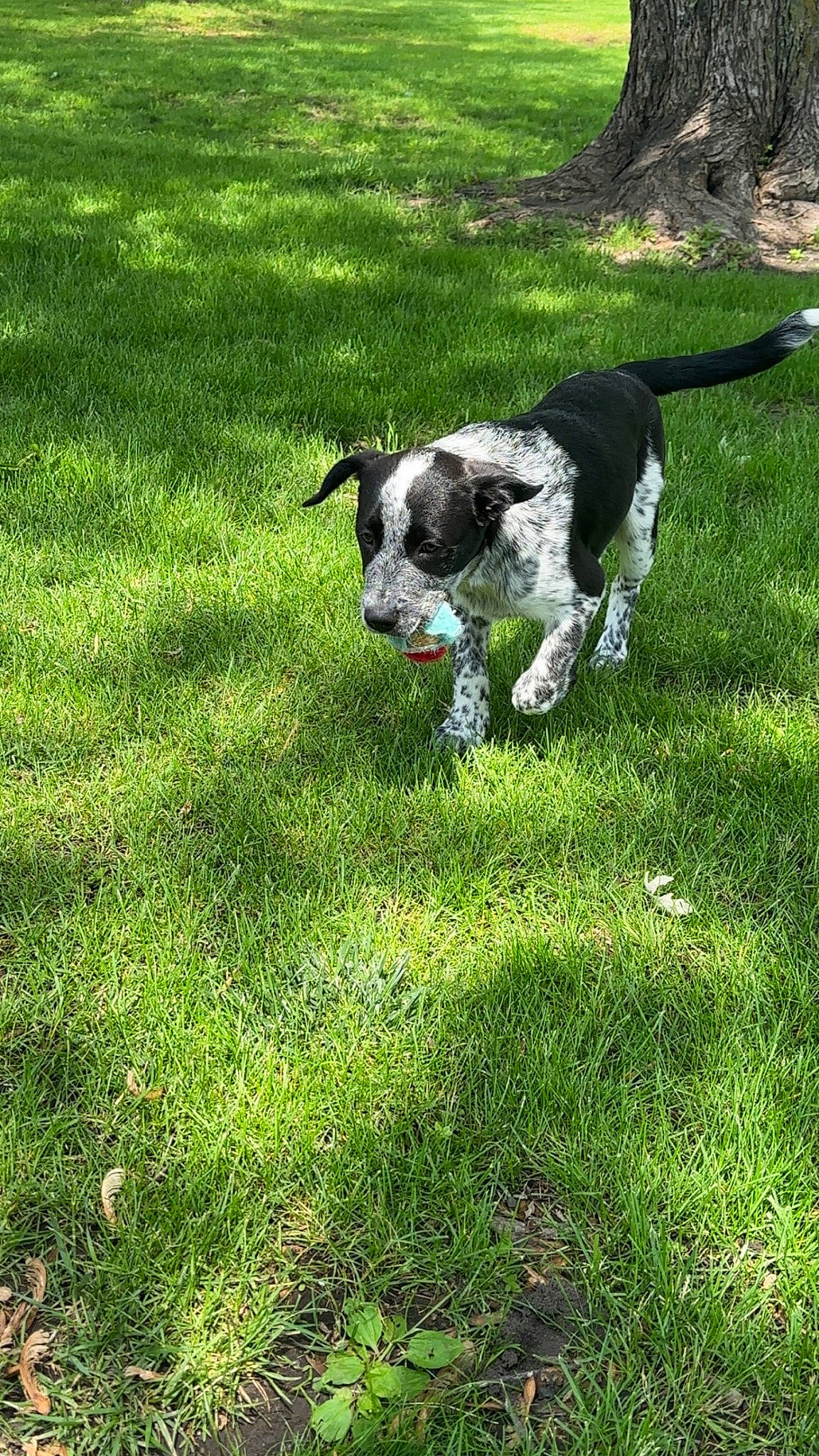 Rebel joined the competition — help win amazing prizes! canidae, carnivore, companion_dog, dog, dog_breed, dog_collar, grass, grassland, groundcover, gun_dog, herding_dog, lawn, non_sporting_group, pasture, plant, pointing_breed, sporting_group, tail, working_animal, working_dog