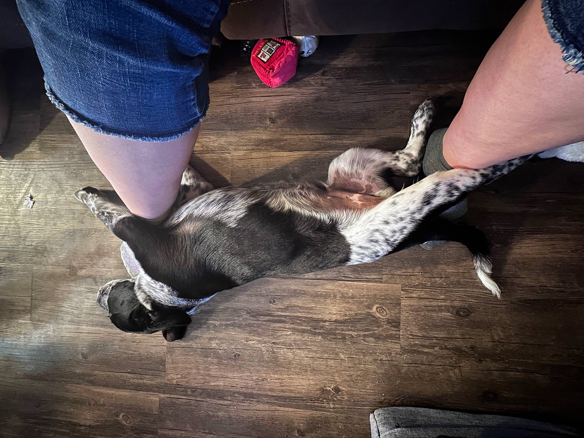 Rebel is registered to the contest to win money with this photo: canidae, comfort, companion_dog, denim, dog, dog_breed, felidae, flooring, foot, gesture, human_leg, lap, leg, shoe, snout, sporting_group, tail, thigh, wood, wrist