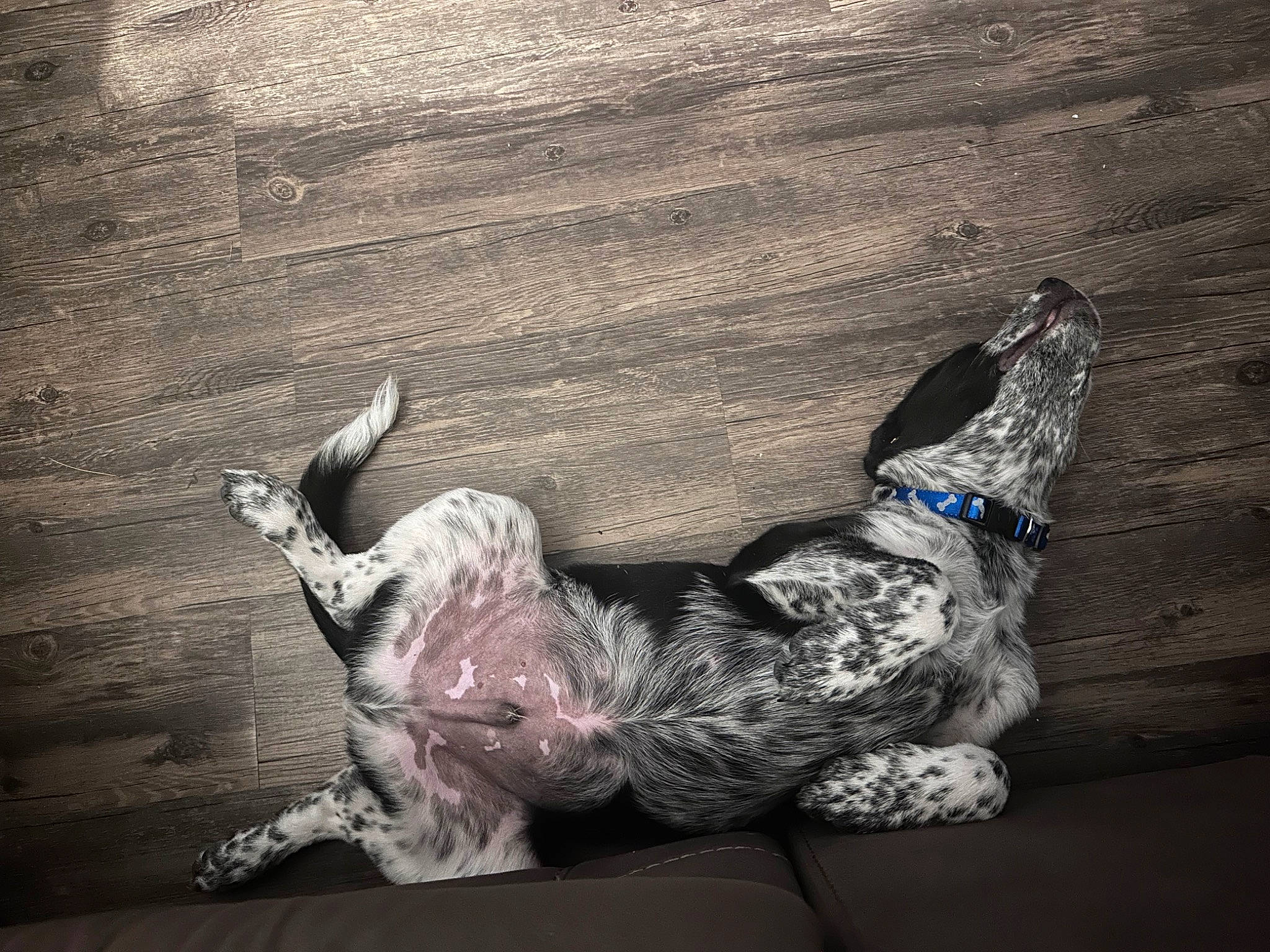 Rebel is registered to the contest to win money with this photo: art, carnivore, companion_dog, darkness, dog, dog_breed, felidae, foot, fur, gesture, grey, human_leg, paw, small_to_medium_sized_cats, snout, tail, toy, tree, whiskers, wood