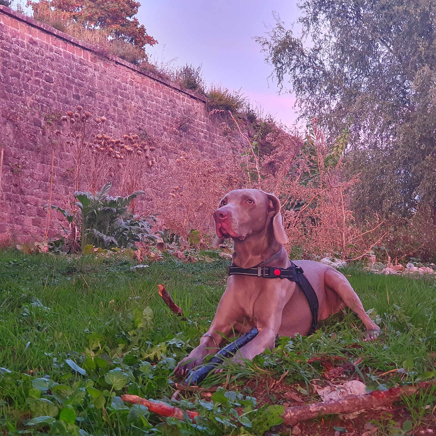 Salma