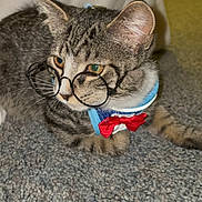 Cooper joined the competition — help win amazing prizes! cat, tabby, glasses, collar, bow_tie, carpet, indoor, pet, animal, cute, feline, whiskers, ears, eyes, resting, closeup, domestic, young_cat, accessory, portrait