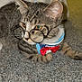 cat, tabby, glasses, collar, bow_tie, carpet, indoor, pet, animal, cute, feline, whiskers, ears, eyes, resting, closeup, domestic, young_cat, accessory, portrait