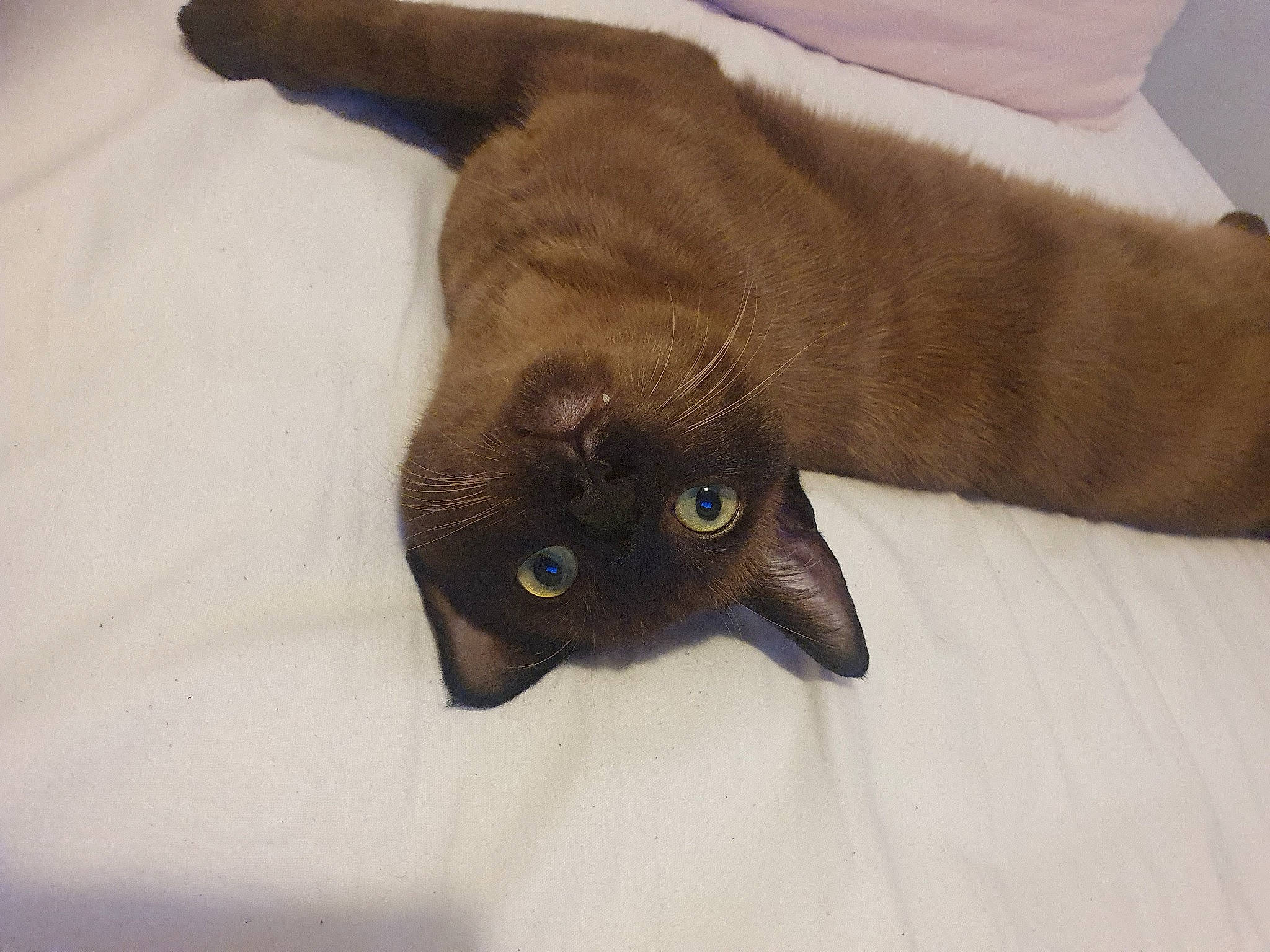 Thor is registered to the contest to win money with this photo: black_cat, brown, carnivore, cat, claw, comfort, dog_breed, domestic_short_haired_cat, fawn, felidae, fur, havana_brown, liver, paw, small_to_medium_sized_cats, snout, tail, whiskers