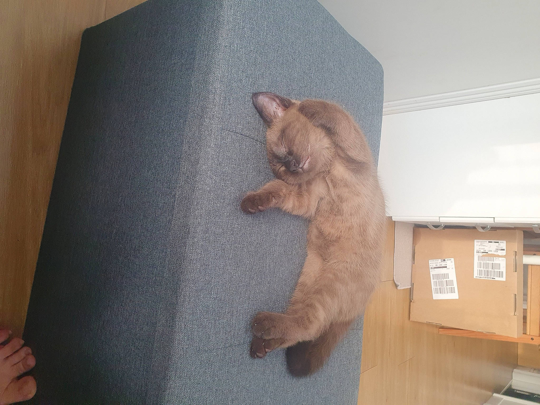 Thor joined the competition — help win amazing prizes! box, canidae, carnivore, cat, comfort, dog_breed, domestic_short_haired_cat, fawn, felidae, flooring, fur, hardwood, paw, room, small_to_medium_sized_cats, tail, whiskers, wood