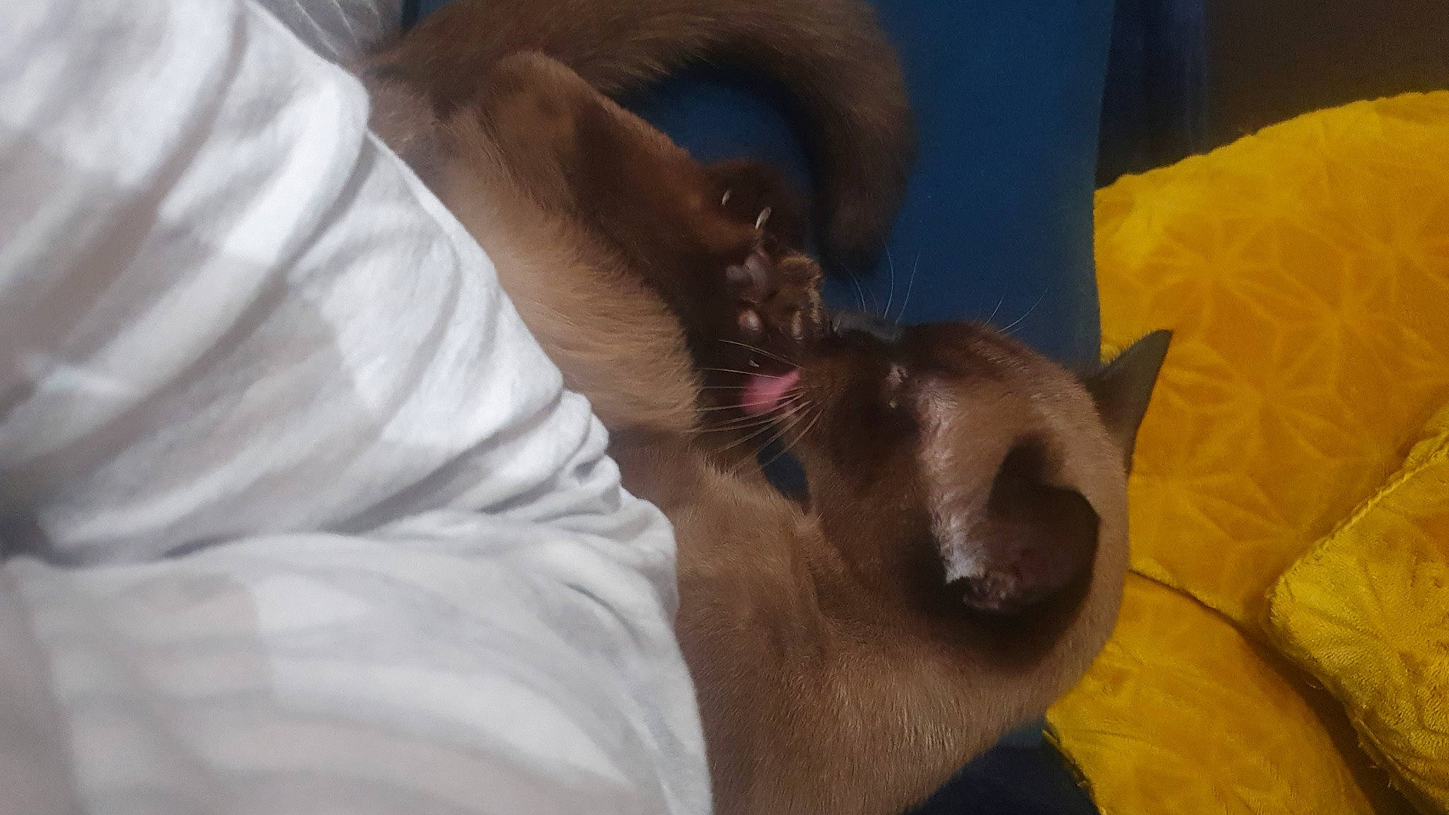 Thor joined the competition — help win amazing prizes! balinese, canidae, carnivore, cat, comfort, companion_dog, dog_breed, ear, fawn, felidae, fur, nap, siamese, small_to_medium_sized_cats, snout, sporting_group, thai, tonkinese, toy_dog, whiskers