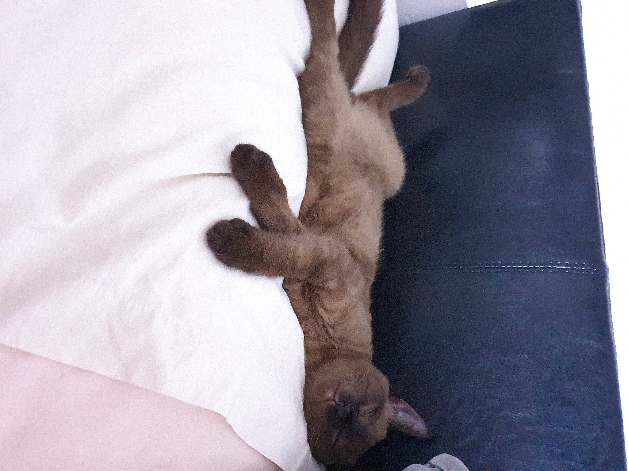 Thor joined the competition — help win amazing prizes! art, bed, bedding, comfort, felidae, foot, fur, gesture, human_leg, linens, nail, paw, room, sleeve, small_to_medium_sized_cats, stuffed_toy, tail, thumb, wood, wrist