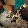 dog, pet, canine, sleeping, lying_down, upside_down, bed, bedroom, blanket, pillow, harness, indoors, cozy, relaxed, floppy_ears, nose, eyes, brown_and_white, home, portrait