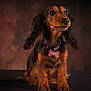 Vayana a rejoint le concours — aidez-le/la à gagner de superbes lots ! dog, puppy, dachshund, pet, animal, portrait, fur, ears, collar, tag, brown_background, cute, sitting, studio, indoor, fluffy, adorable, looking_up, domestic_animal, young