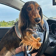 Vayana a rejoint le concours — aidez-le/la à gagner de superbes lots ! dog, dachshund, long_hair, pet, car_interior, steering_wheel, person, lap, harness, window, sky, nature, greenery, hand, shorts, seat, dashboard, close_up, animal, cute