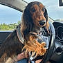 dog, dachshund, long_hair, pet, car_interior, steering_wheel, person, lap, harness, window, sky, nature, greenery, hand, shorts, seat, dashboard, close_up, animal, cute