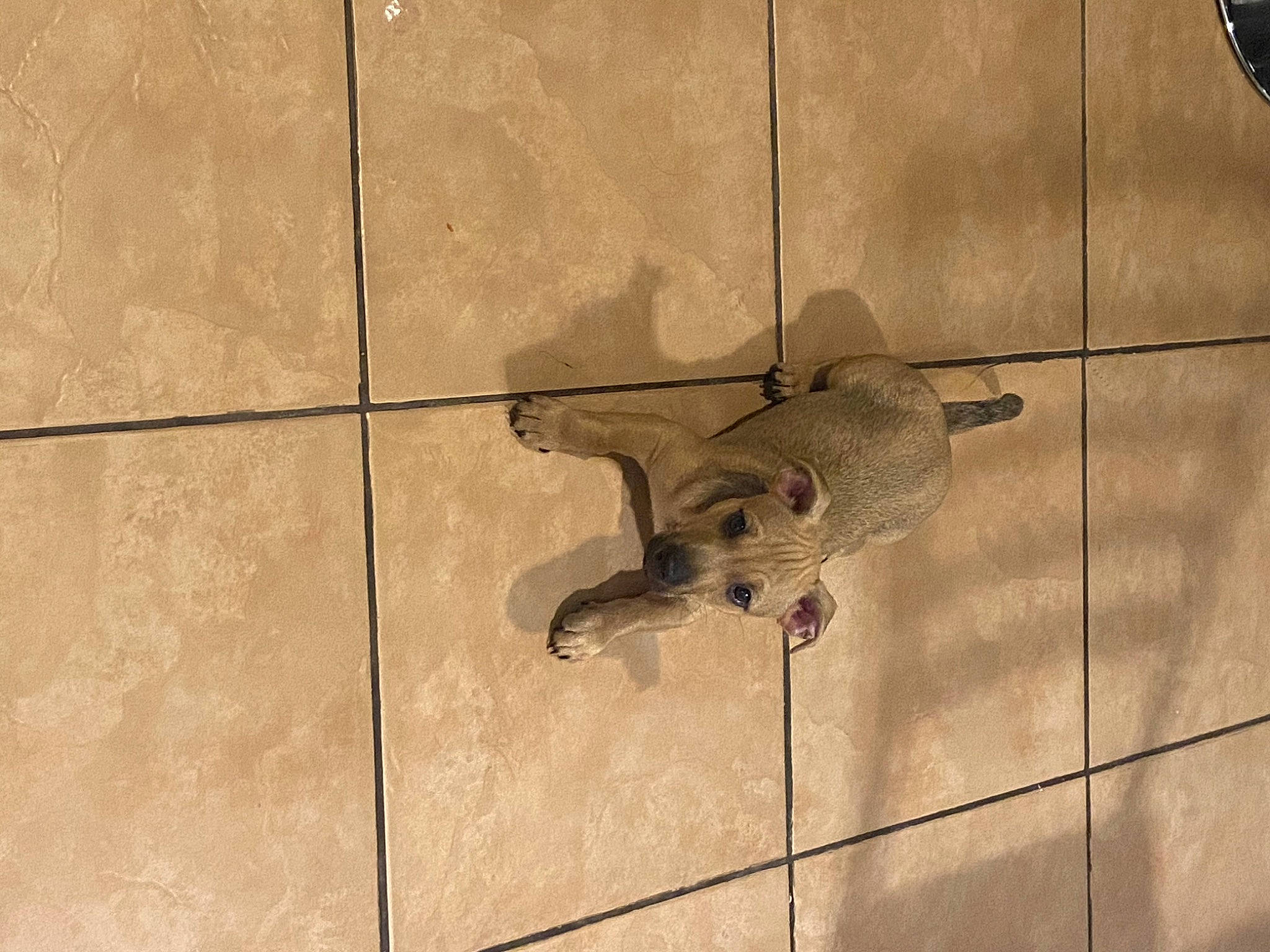 Chico joined the competition — help win amazing prizes! ceiling, floor, flooring, tile, wall