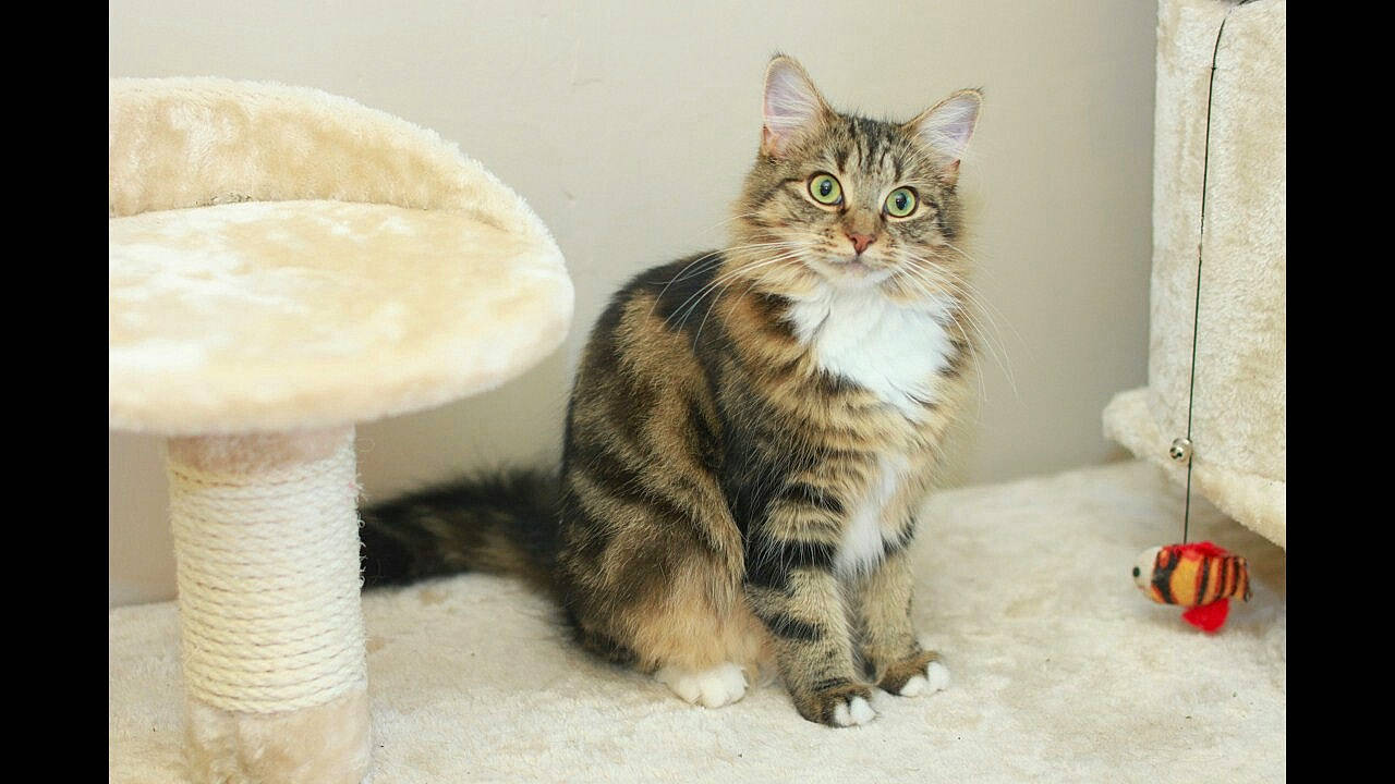 Poppy joined the competition — help win amazing prizes! carnivore, cat, cat_supply, claw, comfort, domestic_short_haired_cat, fawn, felidae, fur, mushroom, paw, pedestal, small_to_medium_sized_cats, snout, tail, whiskers, window, wood