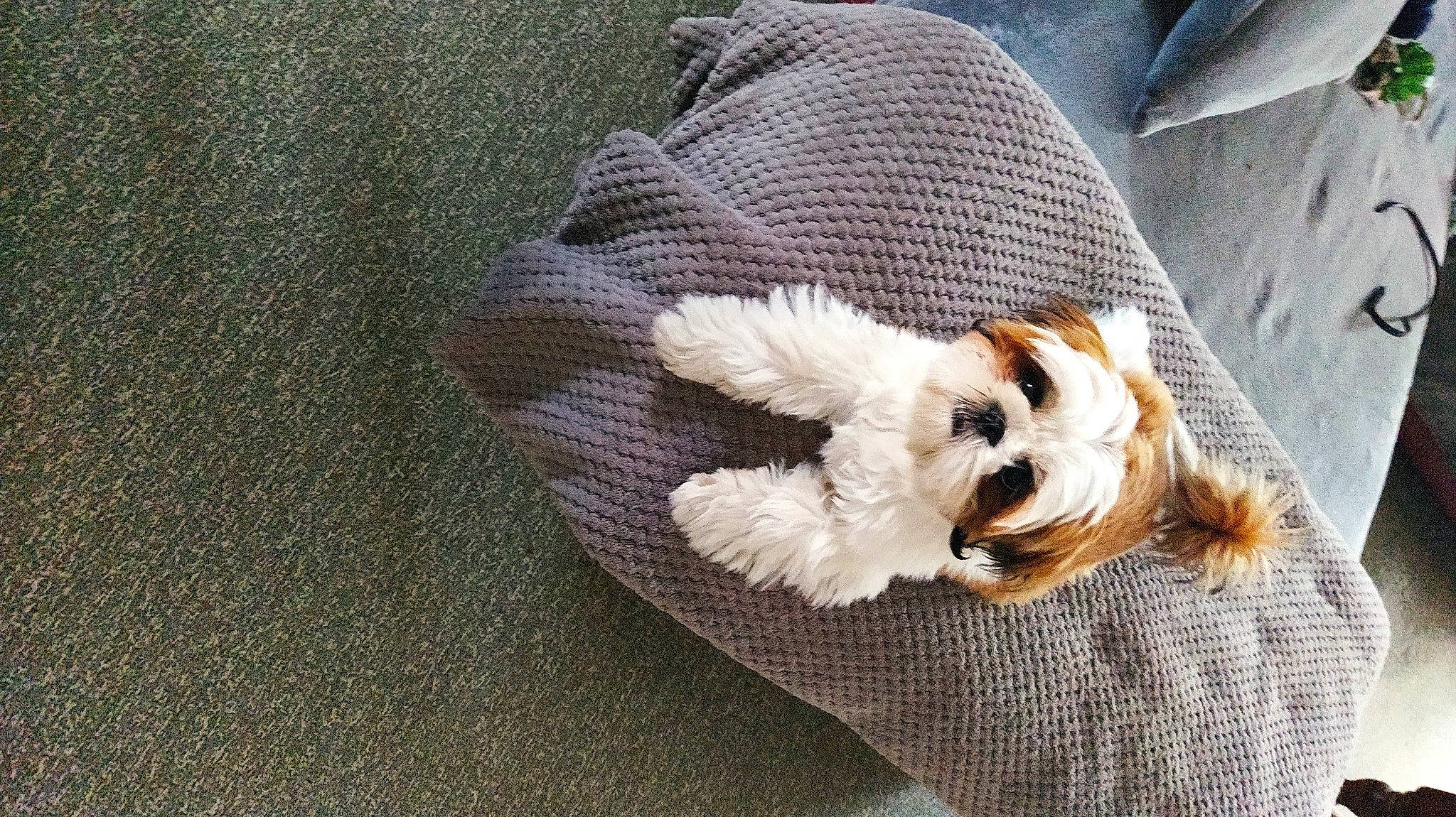 Tessy a rejoint le concours — aidez-le/la à gagner de superbes lots ! carnivore, comfort, companion_dog, couch, dog, dog_breed, dog_clothes, dog_supply, fawn, felidae, pattern, pet_supply, sleeve, small_terrier, snout, sunglasses, tail, terrier, toy_dog, working_animal