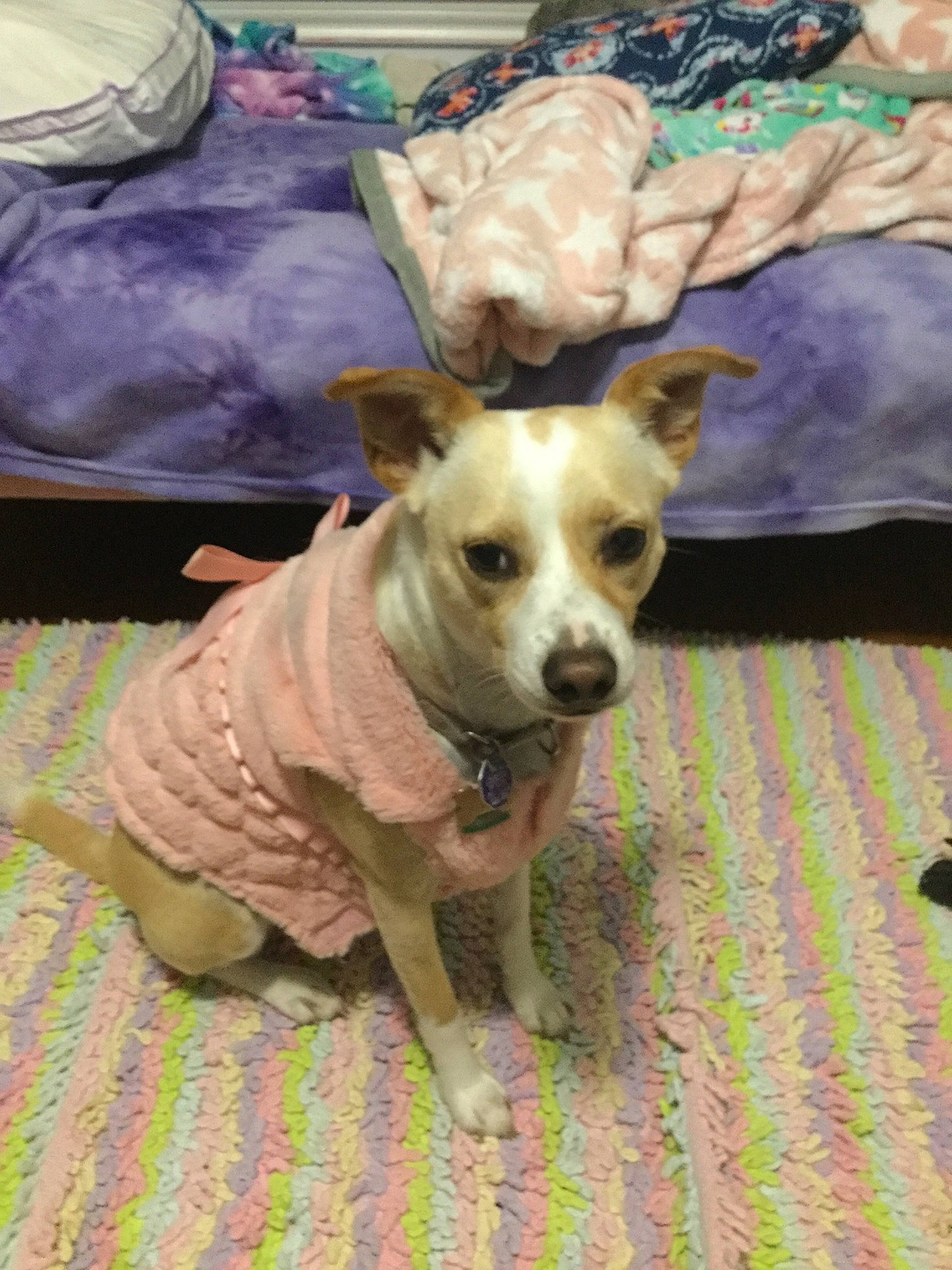 Bella Jewel joined the competition — help win amazing prizes! american_hairless_terrier, canidae, carnivore, chihuahua, companion_dog, corgi_chihuahua, dog, dog_breed, fawn, feist, mammal, puppy, rare_breed_dog, teddy_roosevelt_terrier, toy_dog, vertebrate
