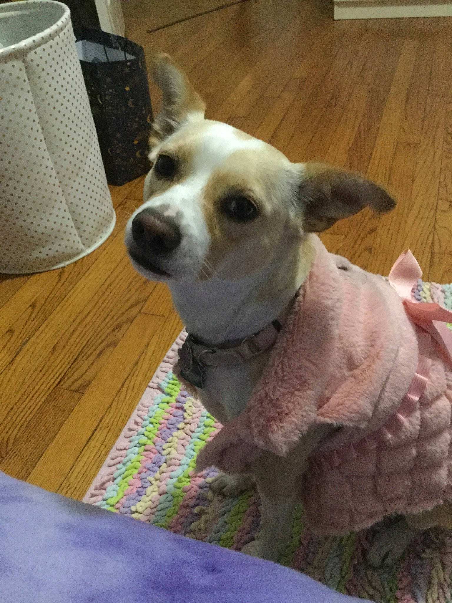 Bella Jewel is registered to the contest to win money with this photo: canidae, carnivore, companion_dog, dog, dog_breed, ear, mammal, puppy, rare_breed_dog, snout, vertebrate, whiskers