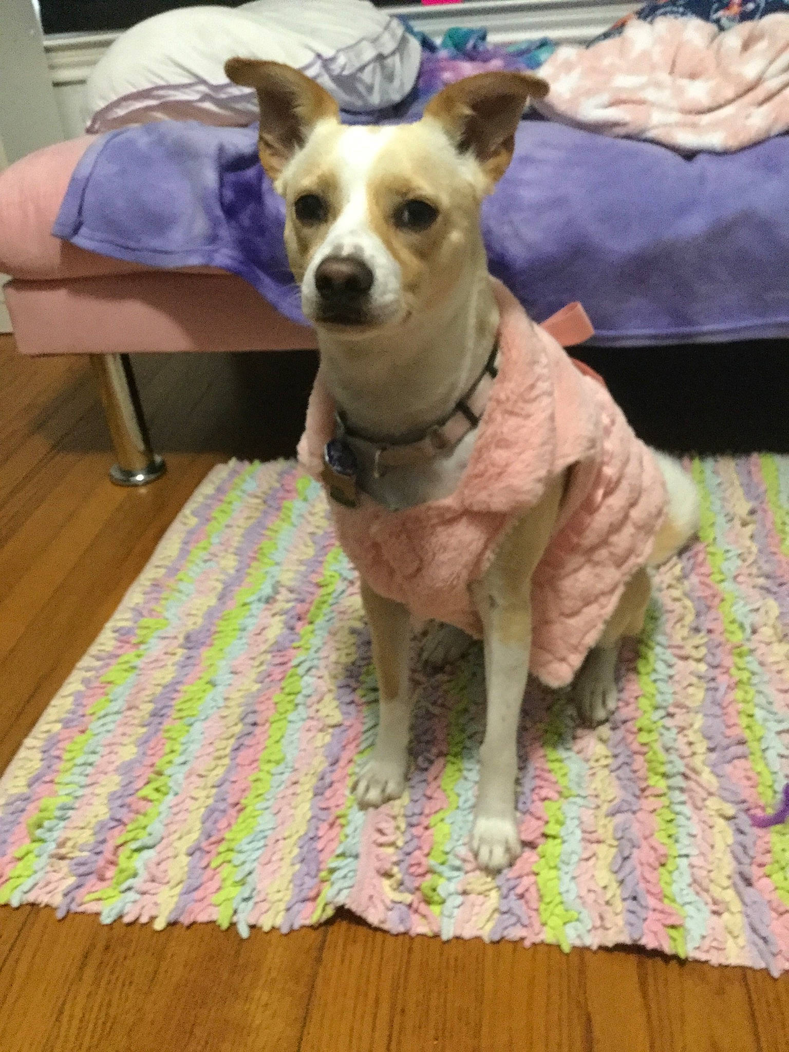 Bella Jewel is registered to the contest to win money with this photo: american_hairless_terrier, ancient_dog_breeds, canidae, carnivore, chihuahua, companion_dog, dog, dog_breed, dog_clothes, fawn, flooring, mammal, rat_terrier, snout, toy_dog, vertebrate