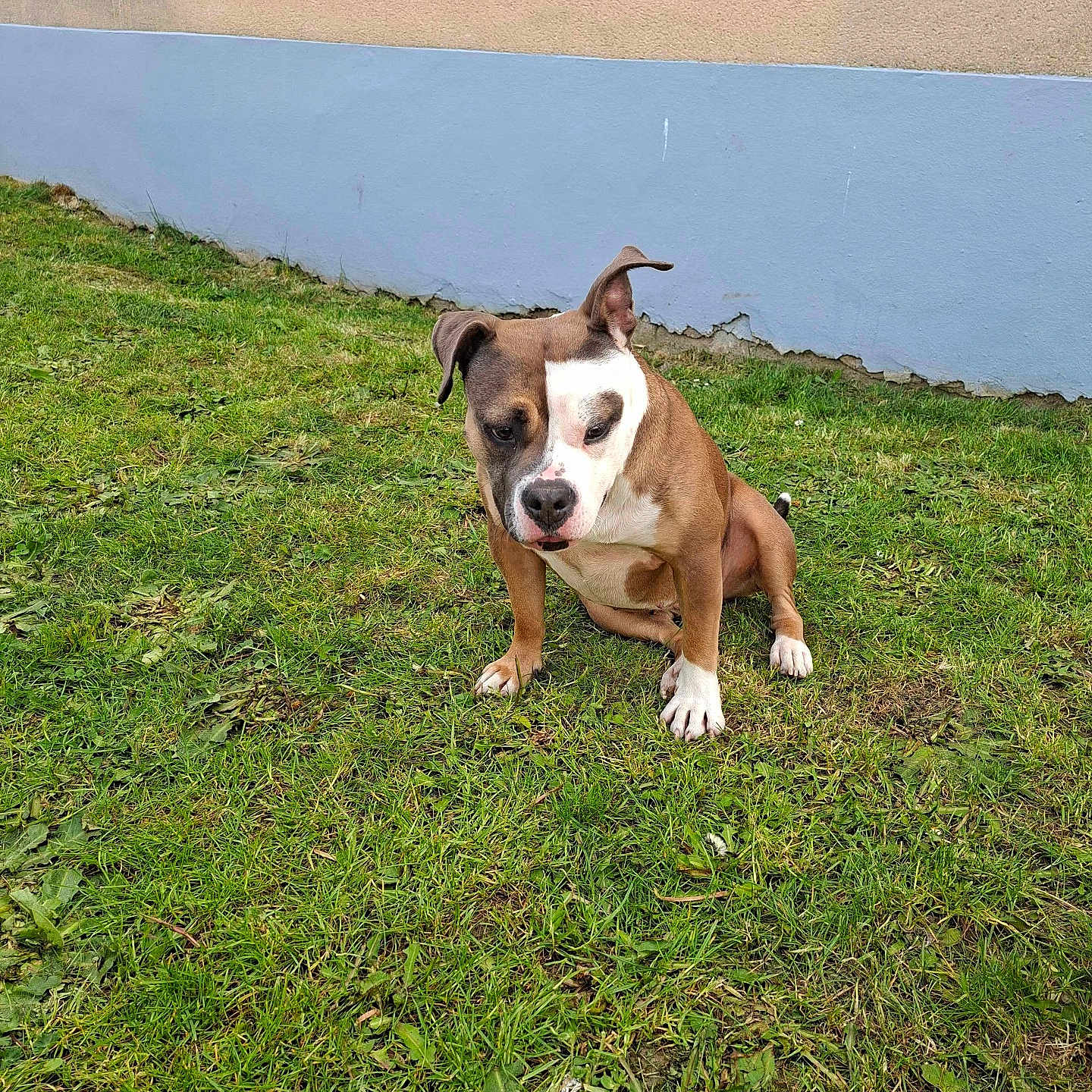 Esmee participe au concours pour gagner de l'argent avec cette photo : animal, brown_and_white, canine, companion, curious, daylight, dog, ears, expression, fur, grass, ground, nature, outdoor, paw, pet, portrait, sitting, snout, wall