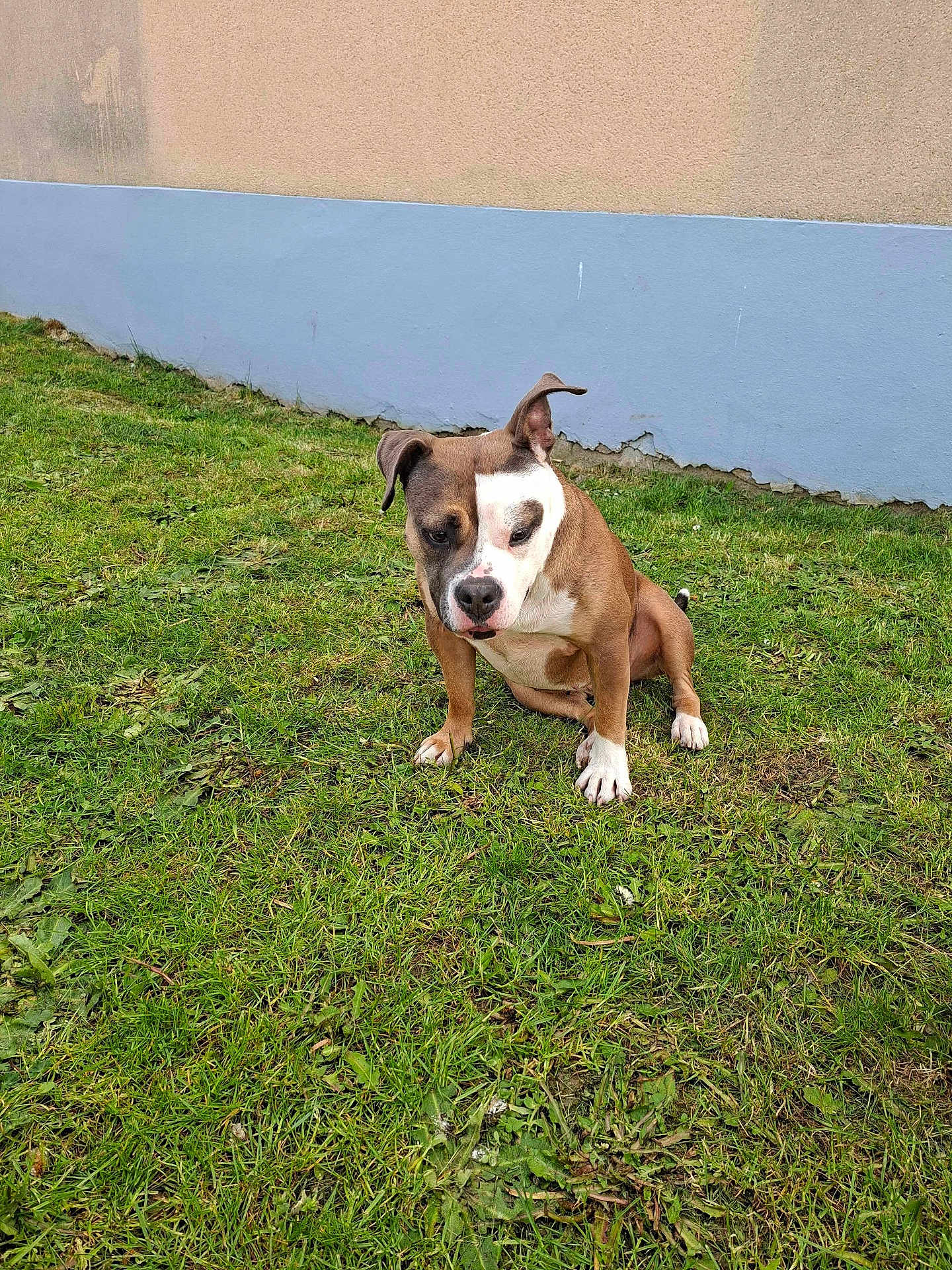 Esmee participe au concours pour gagner de l'argent avec cette photo : dog, brown_and_white, grass, outdoor, wall, curious, pet, animal, sitting, ears, snout, paw, fur, nature, daylight, ground, canine, companion, expression, portrait