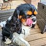 animal, black_fur, brick_wall, brown_fur, canine, cavalier_king_charles_spaniel, cute, dog, domestic_animal, furniture, licking, long_ears, outdoor, patio, pet, playful, tongue_out, white_fur, wicker_chair, wooden_deck