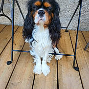 Fabio participe au concours pour gagner de l'argent avec cette photo : dog, cavalier_king_charles_spaniel, tricolor, pet, sitting, wooden_deck, metal_table, outdoor, fur, long_ears, closed_eyes, calm, cute, animal, companion, domestic, small_dog, floor, relaxed, home