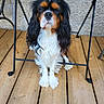 dog, cavalier_king_charles_spaniel, tricolor, pet, sitting, wooden_deck, metal_table, outdoor, fur, long_ears, closed_eyes, calm, cute, animal, companion, domestic, small_dog, floor, relaxed, home