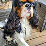 animal, black_and_tan, canine, cavalier_king_charles_spaniel, close_up, companion, curly_ears, dog, fur, furniture, outdoor, paw, pet, portrait, sitting, snout, whiskers, white_fur, wicker_chair, wooden_deck