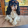 Fabio participe au concours pour gagner de l'argent avec cette photo : black_white_tan, brick_wall, brown_eyes, cavalier_king_charles_spaniel, cute, dog, dog_face, fluffy, home, indoors, long_hair, paws, pet, portrait, sitting, sunlight, table, window, window_blinds, wooden_table