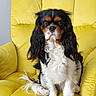 animal, canine, cavalier_king_charles_spaniel, companion, cute, dog, domestic_animal, fur, furniture, household, indoor, long_ears, looking_away, pet, portrait, relaxed, sitting, soft_texture, tricolor, yellow_armchair