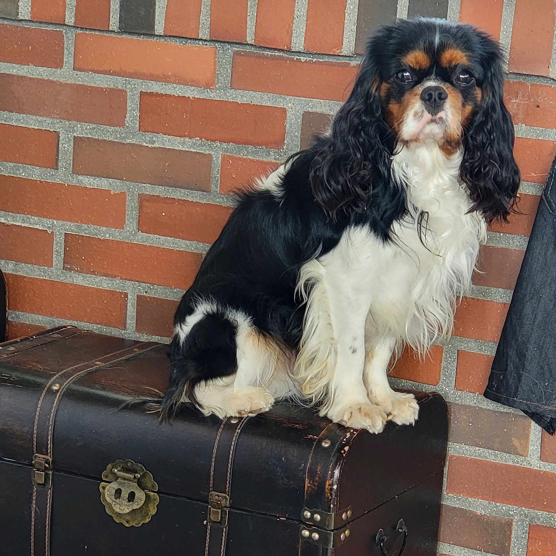 Fabio