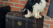 Fabio participe au concours pour gagner de l'argent avec cette photo : animal, antique, black_and_white, brick_wall, cavalier_king_charles_spaniel, companion_animal, dog, face, floppy_ears, long_hair, luggage, outdoor, pavement, pet, photography, portrait, sitting, travel_trunk, tricolor, vintage