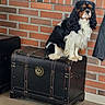 animal, antique, black_and_white, brick_wall, cavalier_king_charles_spaniel, companion_animal, dog, face, floppy_ears, long_hair, luggage, outdoor, pavement, pet, photography, portrait, sitting, travel_trunk, tricolor, vintage