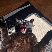 Myrtille a rejoint le concours — aidez-le/la à gagner de superbes lots ! cat, black_cat, yawning, pet, indoor, sunlight, rug, floor, relaxed, stretching, feline, animal, whiskers, pink_tongue, claws, fur, cozy, home, playful, cute