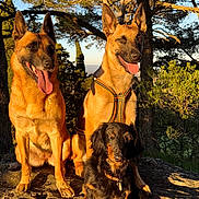 Arlo participe au concours pour gagner de l'argent avec cette photo : dog, dogs, outdoor, nature, trees, sunlight, golden_hour, rock, animal, pet, mammal, canine, forest, happy, sitting, tongue_out, daylight, scenic, park, wildlife