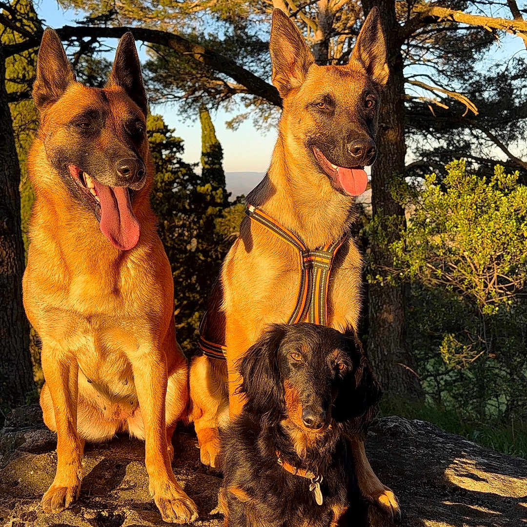 Arlo participe au concours pour gagner de l'argent avec cette photo : dog, dogs, outdoor, nature, trees, sunlight, golden_hour, rock, animal, pet, mammal, canine, forest, happy, sitting, tongue_out, daylight, scenic, park, wildlife