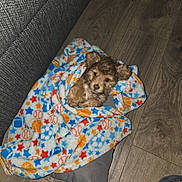 Blayze joined the competition — help win amazing prizes! animal, blanket, colorful, comfort, couch, cozy, cute, dog, floor, fur, home, indoor, looking_up, pet, pillow, puppy, sleeping_area, small_dog, toy, wooden_floor