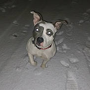 Nana a rejoint le concours — aidez-le/la à gagner de superbes lots ! dog, snow, night, animal, pet, outdoors, footprints, paw_prints, white, curious, collar, flash, glowing_eyes, winter, cold, standing, looking_up, mammal, canine, one_animal