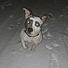 dog, snow, night, animal, pet, outdoors, footprints, paw_prints, white, curious, collar, flash, glowing_eyes, winter, cold, standing, looking_up, mammal, canine, one_animal