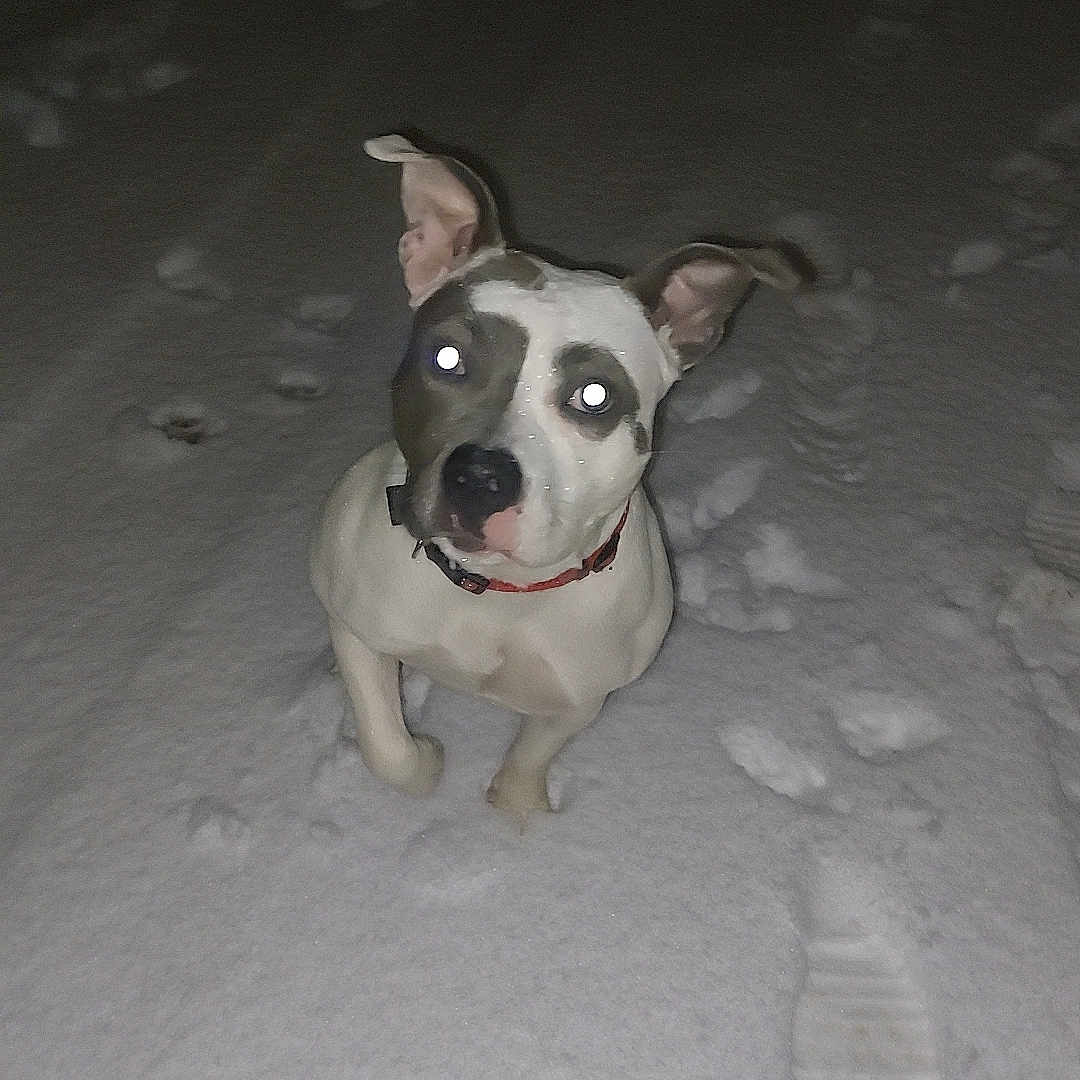 Nana a rejoint le concours — aidez-le/la à gagner de superbes lots ! dog, snow, night, animal, pet, outdoors, footprints, paw_prints, white, curious, collar, flash, glowing_eyes, winter, cold, standing, looking_up, mammal, canine, one_animal