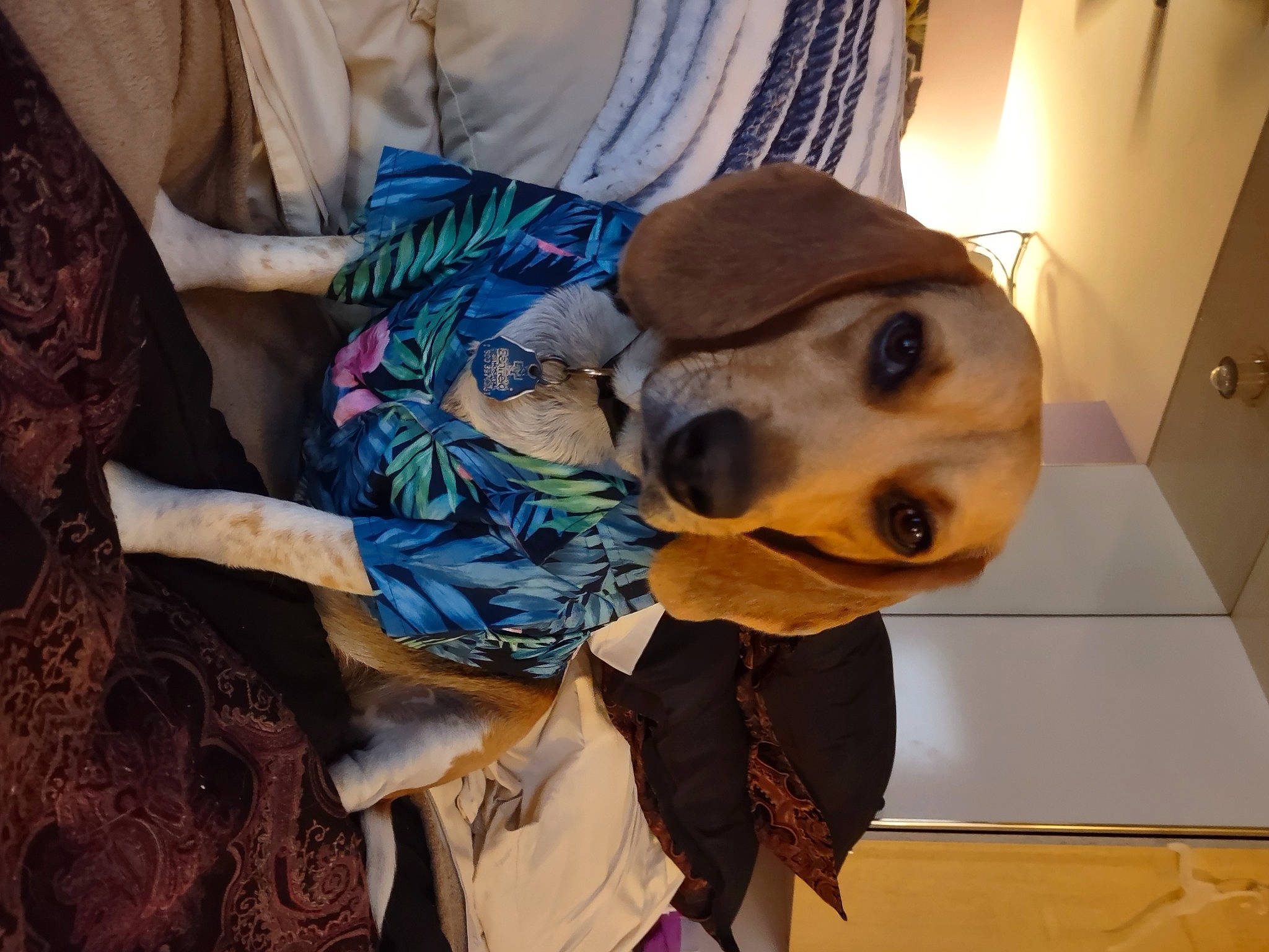 Scooter joined the competition — help win amazing prizes! art, canidae, carnivore, comfort, companion_dog, dog, dog_breed, ear, eyewear, fawn, fur, hat, jaw, mammal, selfie, snout, sporting_group, sunglasses, whiskers, working_animal